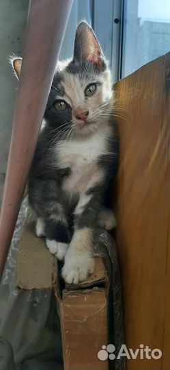 Кошка Котенок