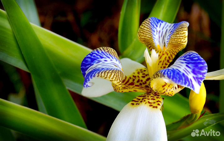 Неомарика, подвид орхидеи