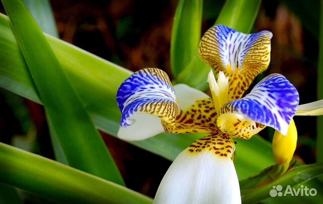 Неомарика, подвид орхидеи