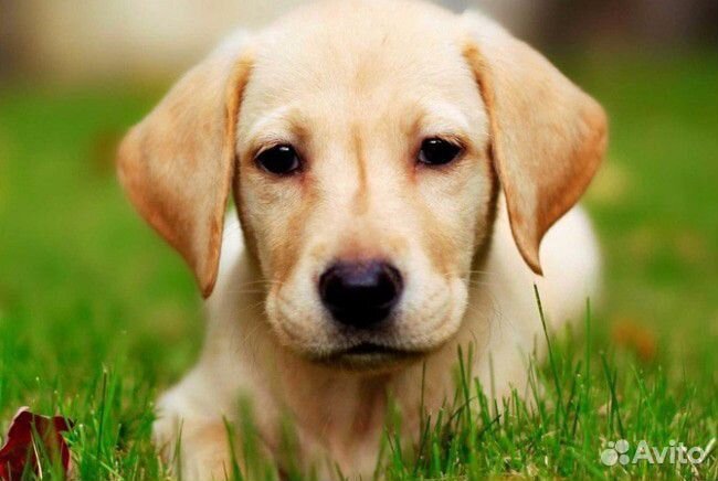 Дрессировка собак