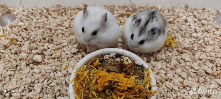 Джунгарский хомяк империал