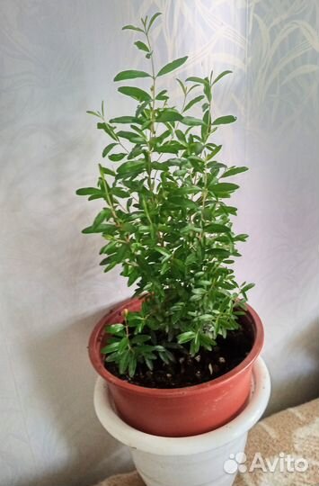 Гранат мини сорт нана