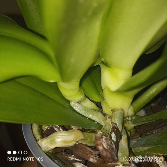 Орхидея Лиодоро