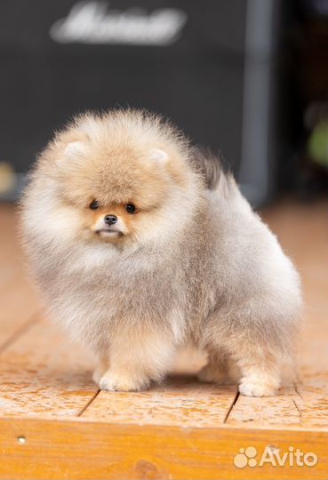 Шикарный щенок шпица