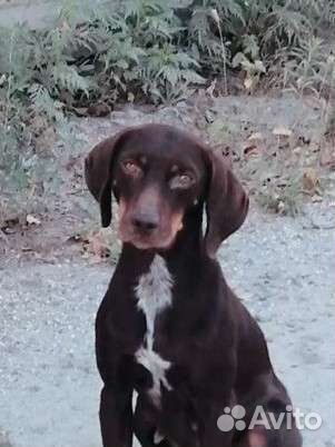 Красивая собака ищет дом