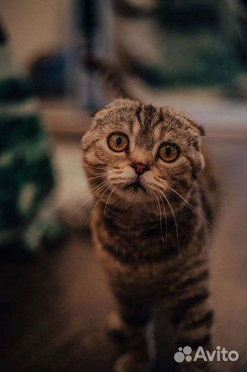 Шотландская вислоухая кошка бесплатно