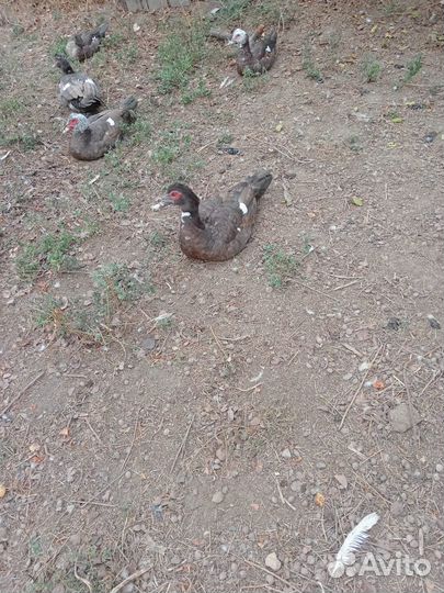 Селезень индоутки