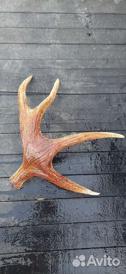 Продам рога лося