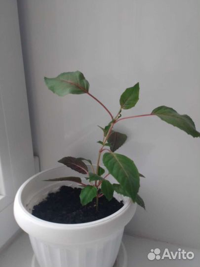 Отростки комнатного цветка фуксия