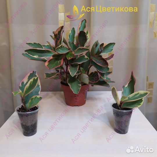 Пеперомии разные