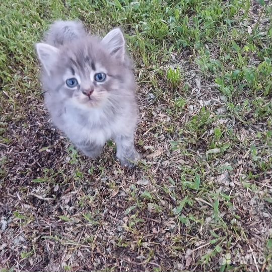 Котята сибирской кошки, котенок, кошка