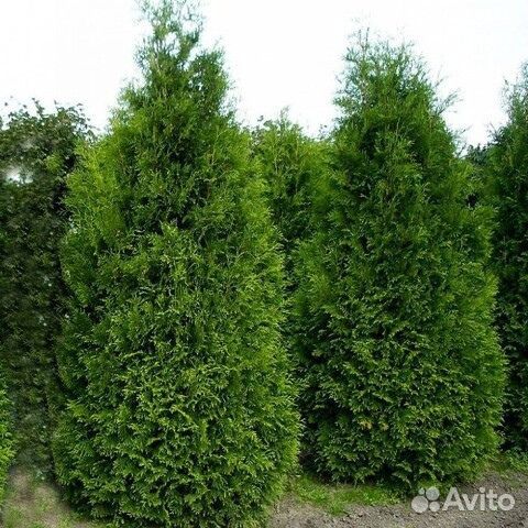 Туи Брабант быстро растущая изгородь