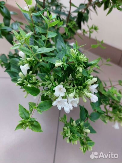 Растения комнатные