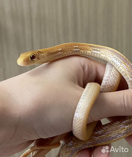 Передержка небольших грызунов/ рептилий