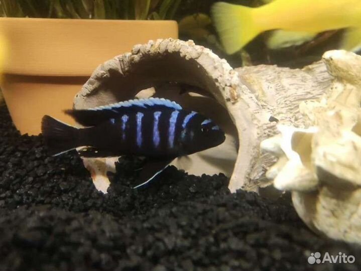 Малавийские цихлиды групп мбуна и утака