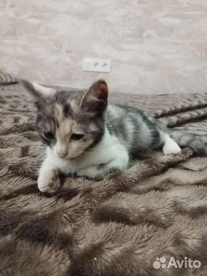 Котята девочки в добрые руки