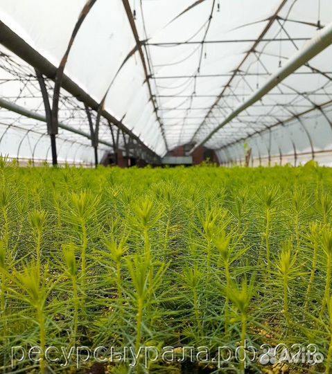 Посадочный материал зкс сеянцы Сосна Ель саженцы