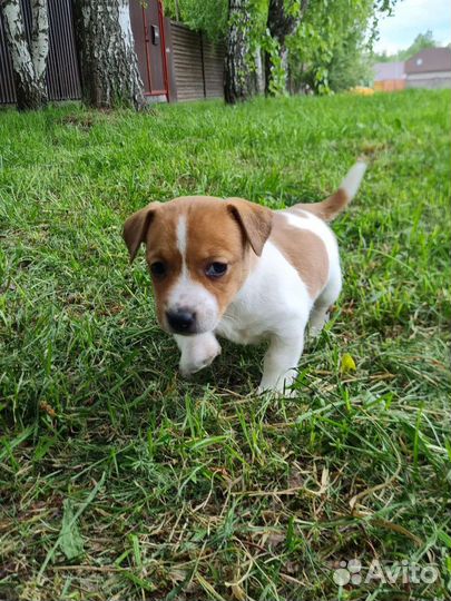 Щенки джек Рассел терьер