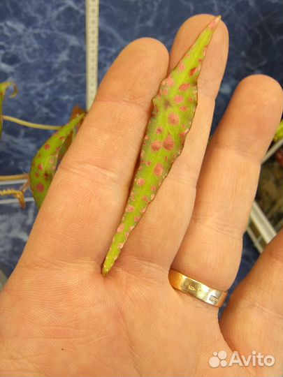 Бегонияамфиокус