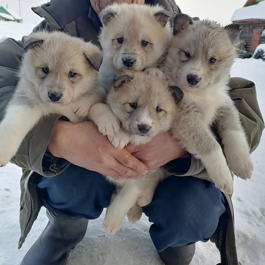 Щенки западно сибирской лайки