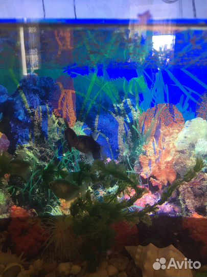 Продою аквариум с рыбками, и комплектующие