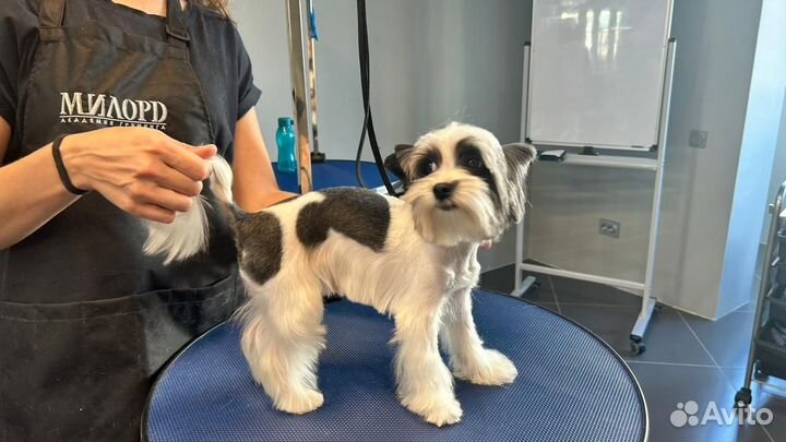 Стрижка собак грумер