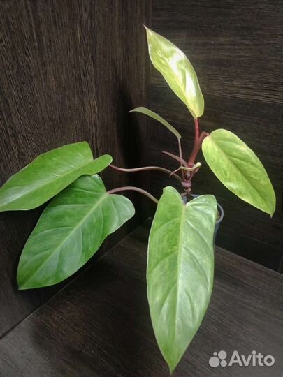 Филодендрон Голден Мелонона / Муса, Медуза