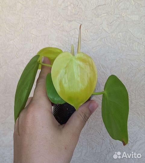 Комнатные растения