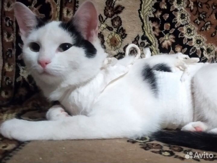 Отлов кошек, котов, котят