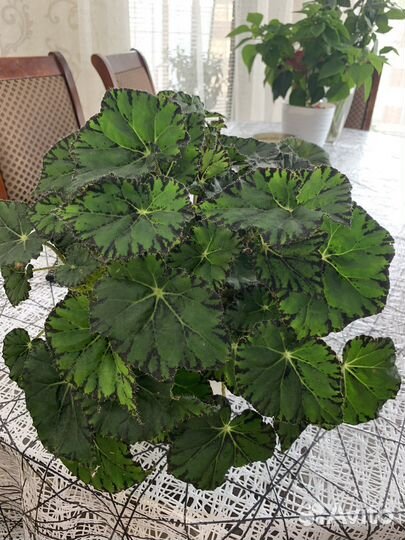 Бегония тигровая