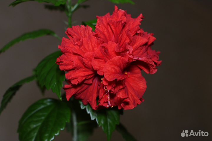 Гибискус красный махровый