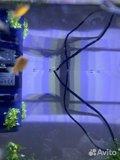 Рыбки гуппи мальки