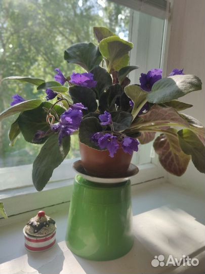 Фиалка в горшке