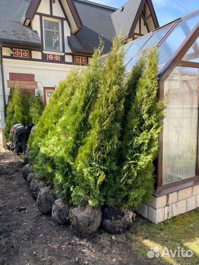 Туя Колумна 3м. Живая изгородь