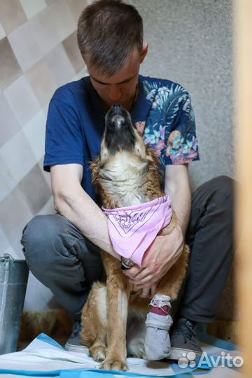 Красивейшая молодая Адель. Собака ищет дом