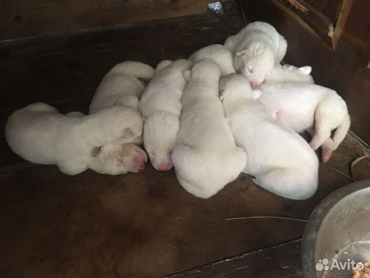 Щенки западно-сибирской лайки