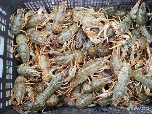 Живые и варенные раки
