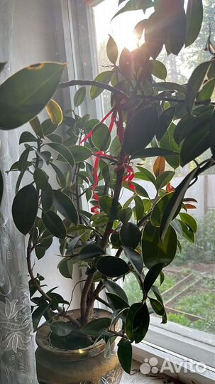 Растение шеффлера