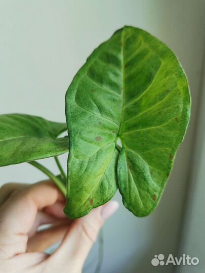 Сингониум сплэш, клубничный лед