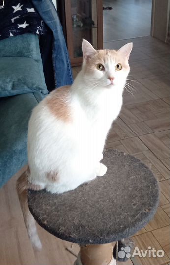 Кошка в дар