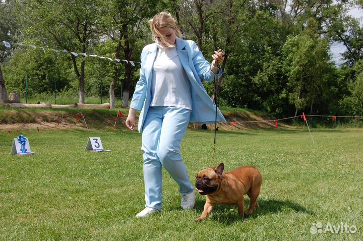 Французский бульдог вязка