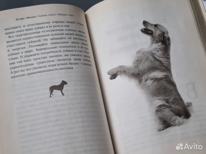 Главная книга вожака стаи Цезарь Миллан