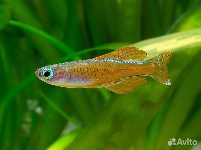 Рыбки аквариумные в ассортименте