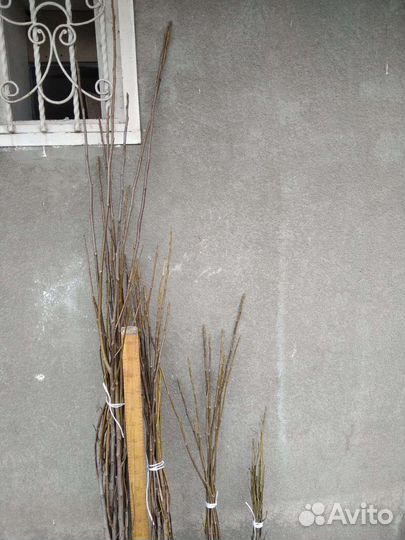 Грецкий орех саженцы