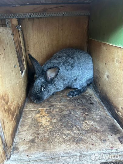 Продаются кролики