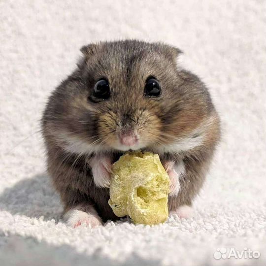 Джунгарский хомячок Dwarf hamster