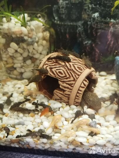 Аквариумные рыбки