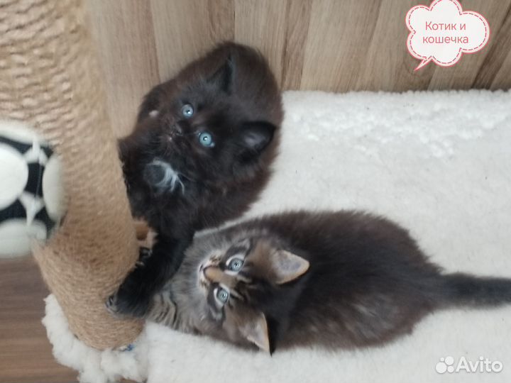 Котята мейн-кун