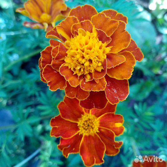 Бархатцы отклонённые махровые полумахровые рассада