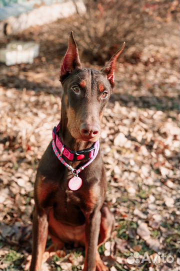 Щенки добермана